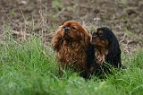 CAVALIER KING CHARLES 789